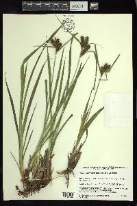 Carex durangensis image