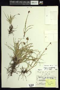 Carex orizabae image