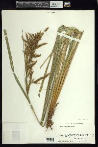 Carex jamesonii var. gracilis image