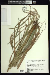 Carex jamesonii var. gracilis image