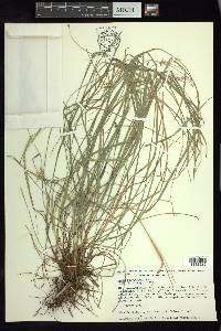 Carex polystachya image