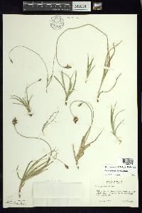 Carex curviculmis image