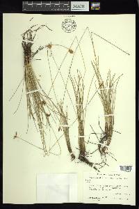 Fimbristylis mexicana image