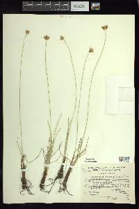 Fimbristylis mexicana image