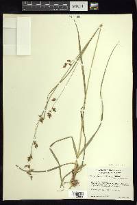 Carex humboldtiana image