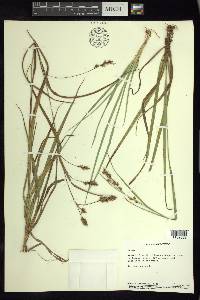Carex humboldtiana image