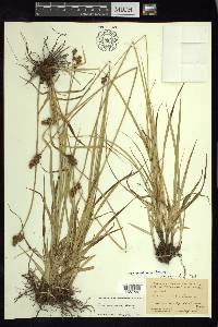 Carex marianensis image