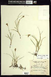 Carex curviculmis image