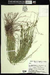 Carex polystachya image