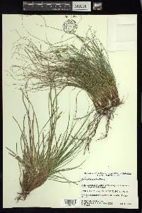 Carex planostachys image