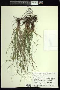 Carex planostachys image