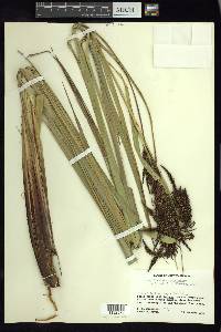 Carex donnell-smithii image