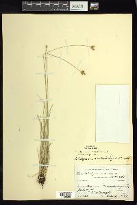 Fimbristylis mexicana image