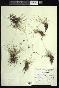 Fimbristylis mexicana image