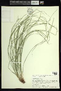 Carex polystachya image