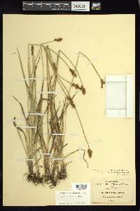 Carex marianensis image