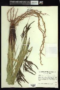 Carex donnell-smithii image