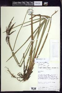 Carex lemanniana image