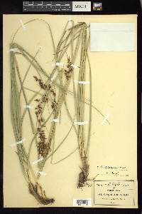 Carex humboldtiana image