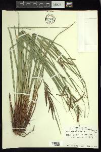 Carex cortesii image