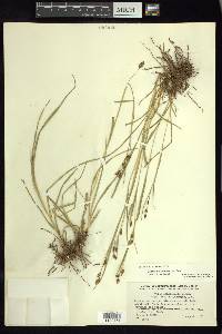 Carex madrensis image