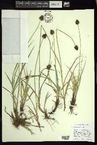 Carex orizabae image