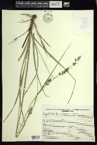Carex humboldtiana image