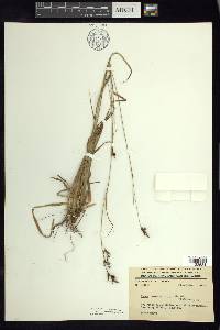 Carex humboldtiana image