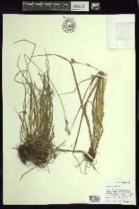 Carex longicaulis image