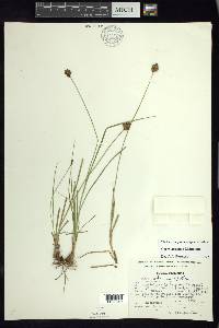 Carex orizabae image