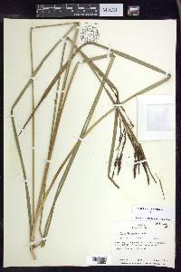 Carex lemanniana image