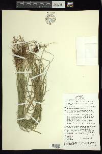 Carex polystachya image