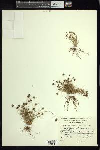 Bulbostylis juncoides image