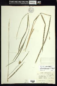 Carex congestiflora image