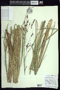Carex tuberculata image