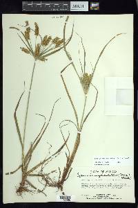 Cyperus hermaphroditus image