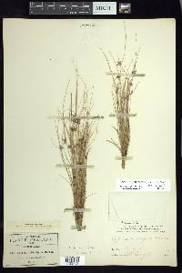 Cyperus flavescens var. piceus image