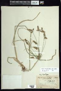 Cyperus hermaphroditus image