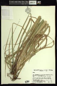 Carex rhynchoperigynium image