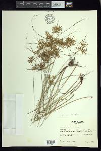 Cyperus camphoratus image