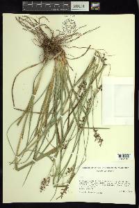 Carex polystachya image