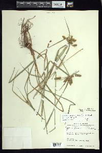 Cyperus aggregatus image