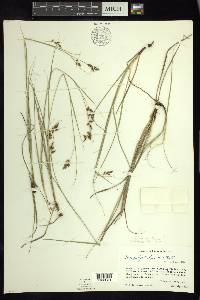 Carex polystachya image