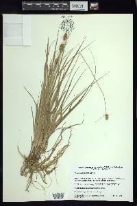 Carex xalapensis image