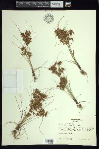 Cyperus amabilis image