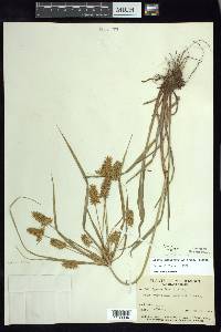 Cyperus hermaphroditus image