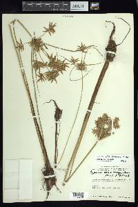 Cyperus flavicomus image