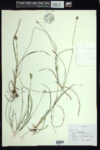 Carex xalapensis image