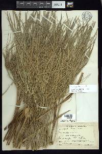 Cyperus giganteus image