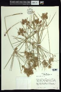 Cyperus giganteus image